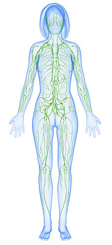 7 Ways to Improve Lymphatic Health in Hollywood